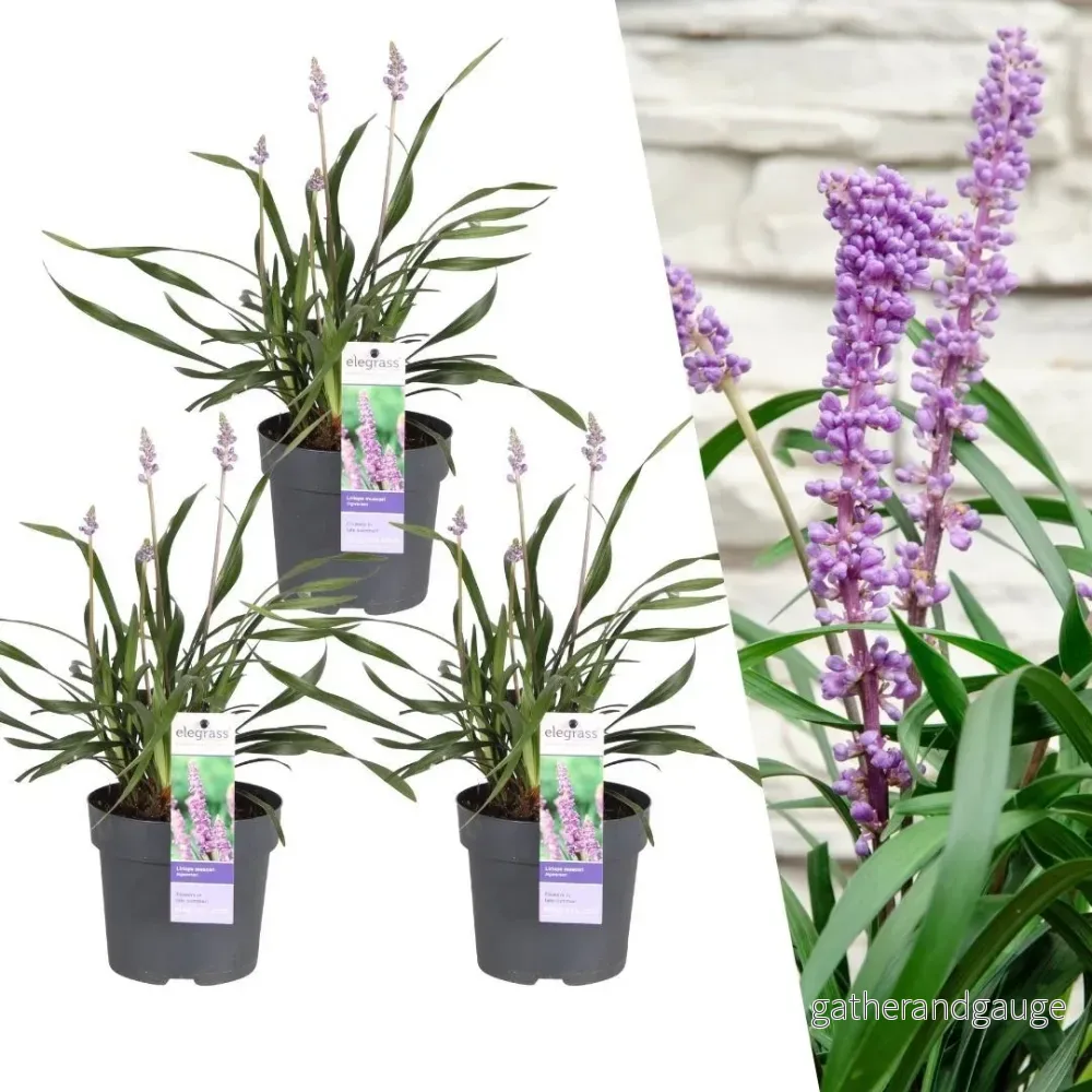 3 x Liriope muscari 'Ingwersen' - Bild 2