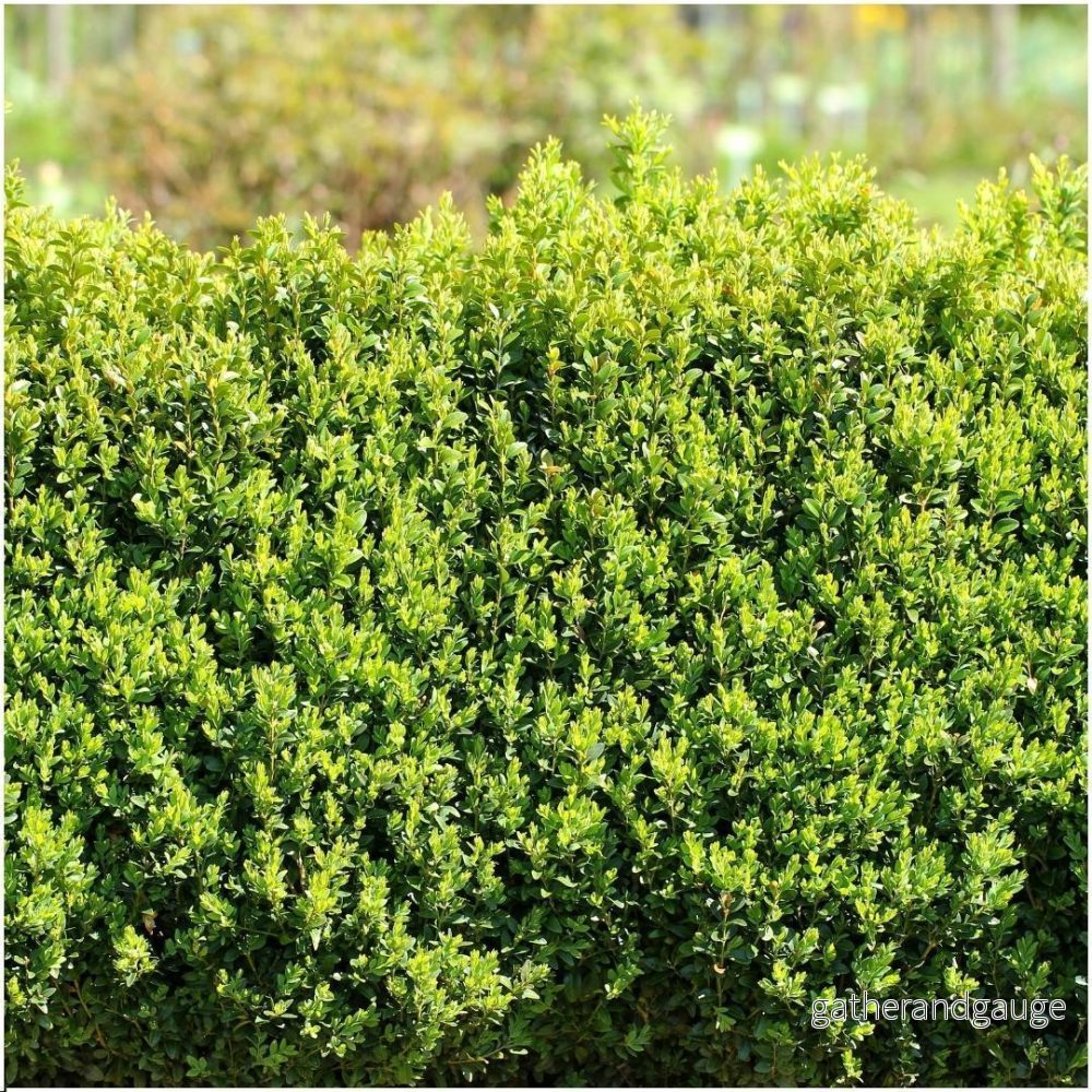 Hedge Buxus Sempervirens X6 - Bild 2