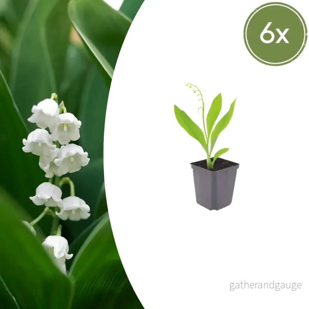 Liljekonvalj (Convallaria Majalis) 'Muguet' - Bild 2