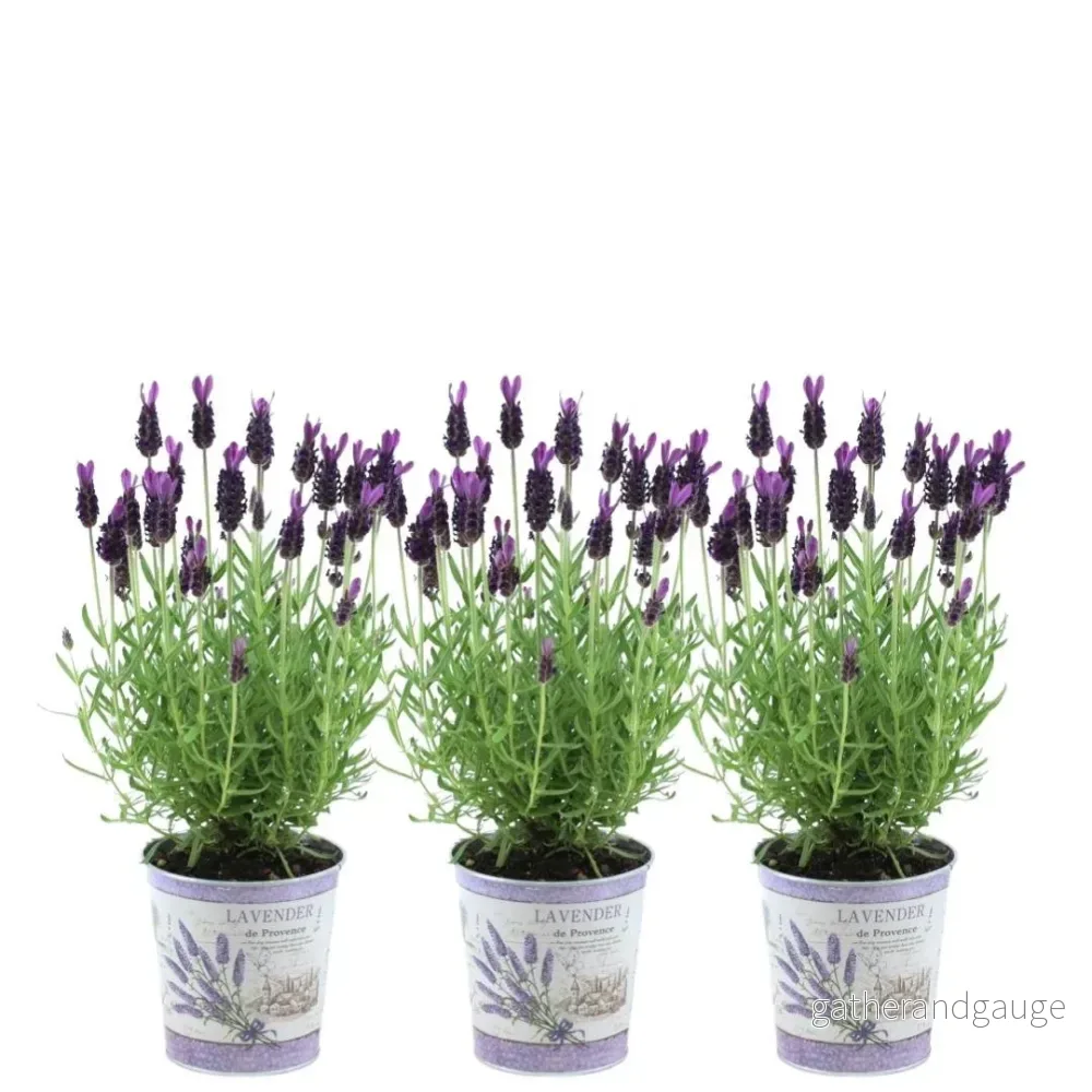 Anouk lavendel trio och deras kruka - Bild 3