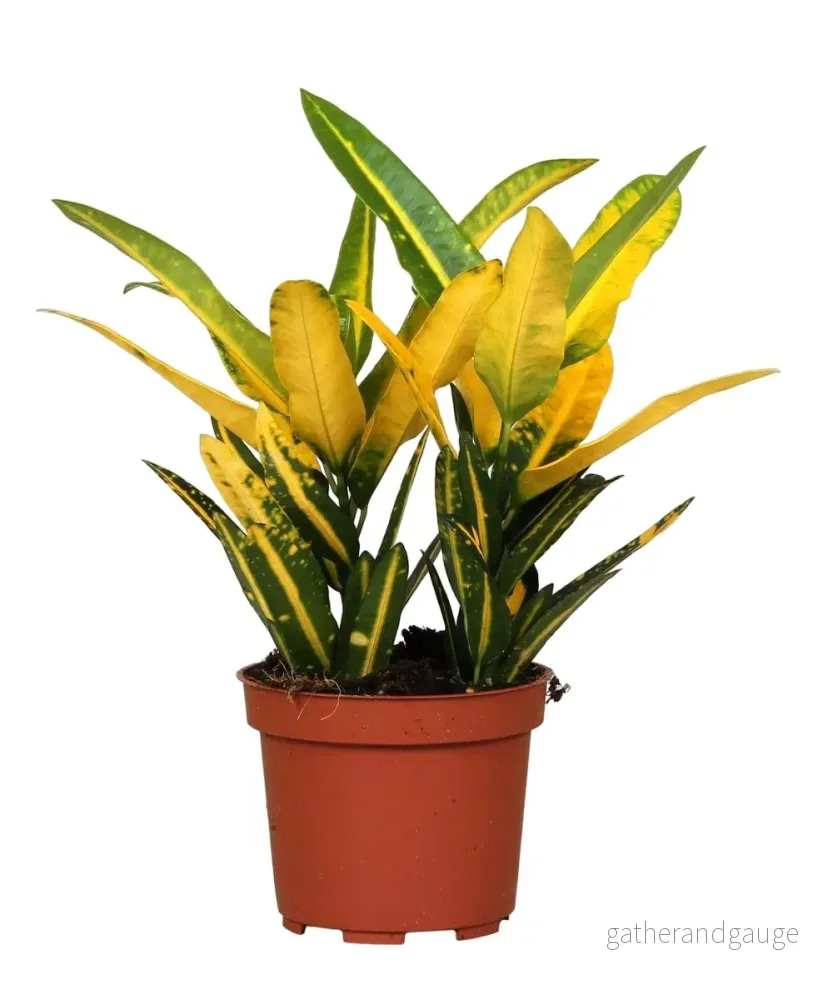 Croton ’Sunny Star’ Croton ’Sunny Star’