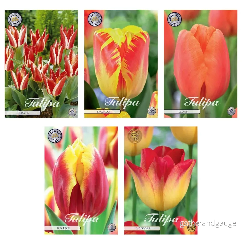 Triumph Tulip Mix - 44 lökar