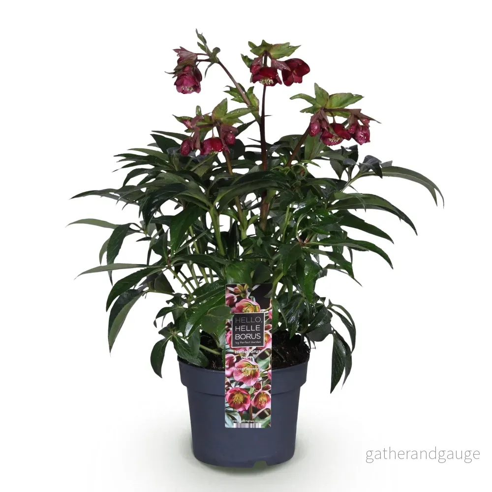 Julros (Helleborus x ericsmithii) 'Dacaya' - Bild 3