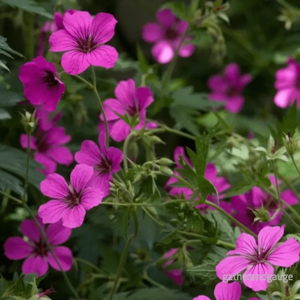Blodstorkenäbb (Geranium sanguineum) ’Max Frei’ Blodstorkenäbb (Geranium sanguineum) ’Max Frei’