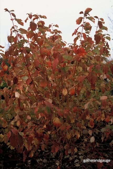 Blodtry (Cornus sanguinea) ’Midwinter Fire’ Blodtry (Cornus sanguinea) ’Midwinter Fire’