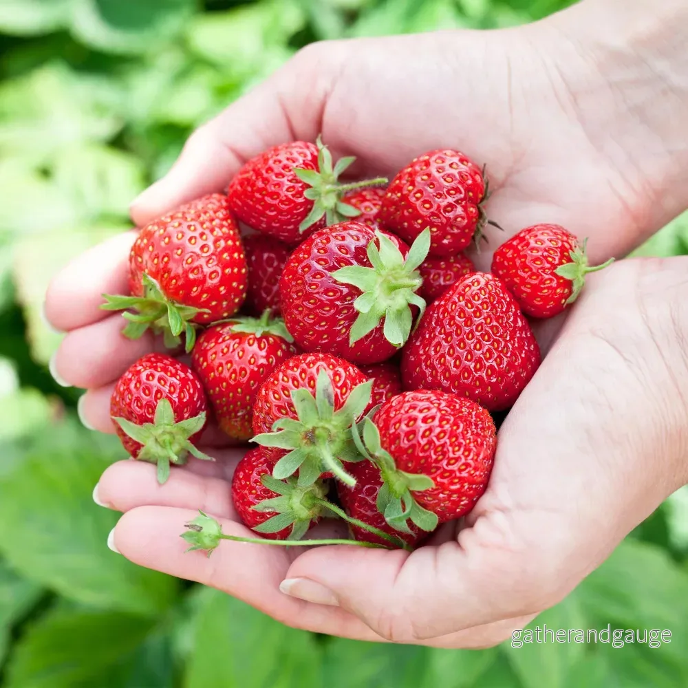 Jordgubbe (Fragaria x ananassa) ’Elvira’ Jordgubbe (Fragaria x ananassa) ’Elvira’