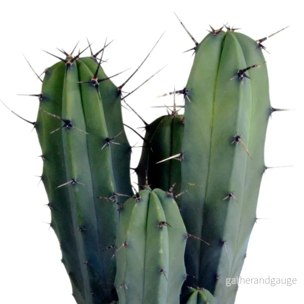 Myrtillocactus geometrizans - inomhuskaktus - Bild 2