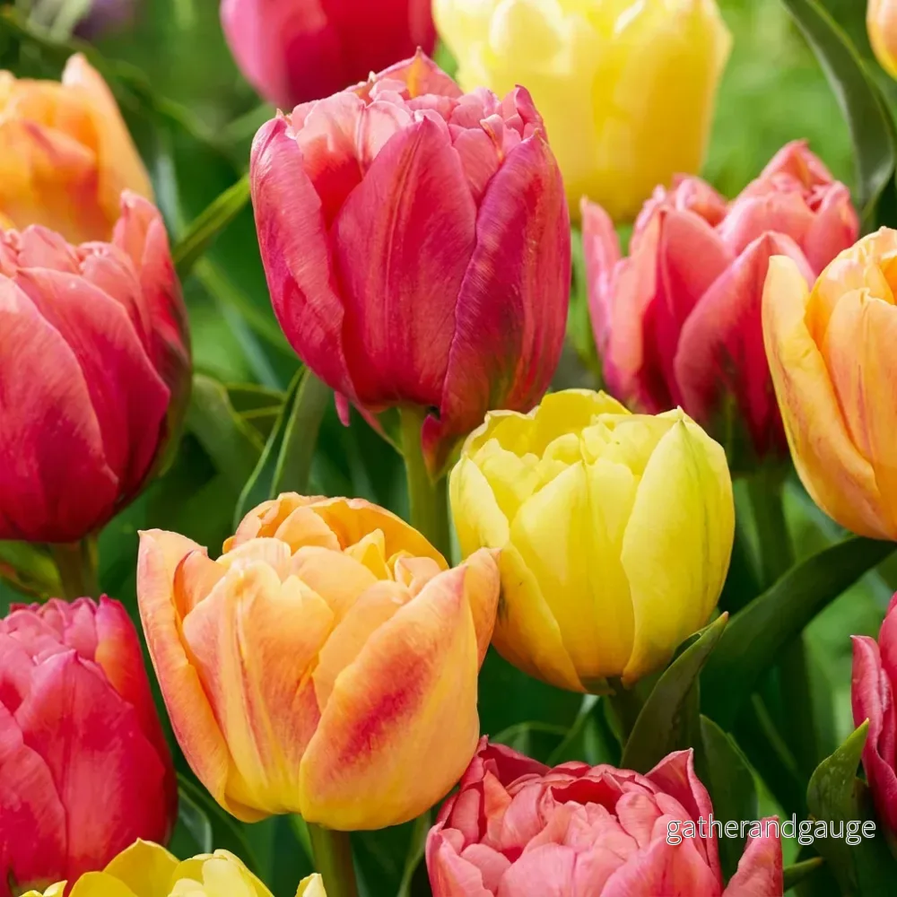 Tulipe en mélange Symbiosa – calibre 11/12