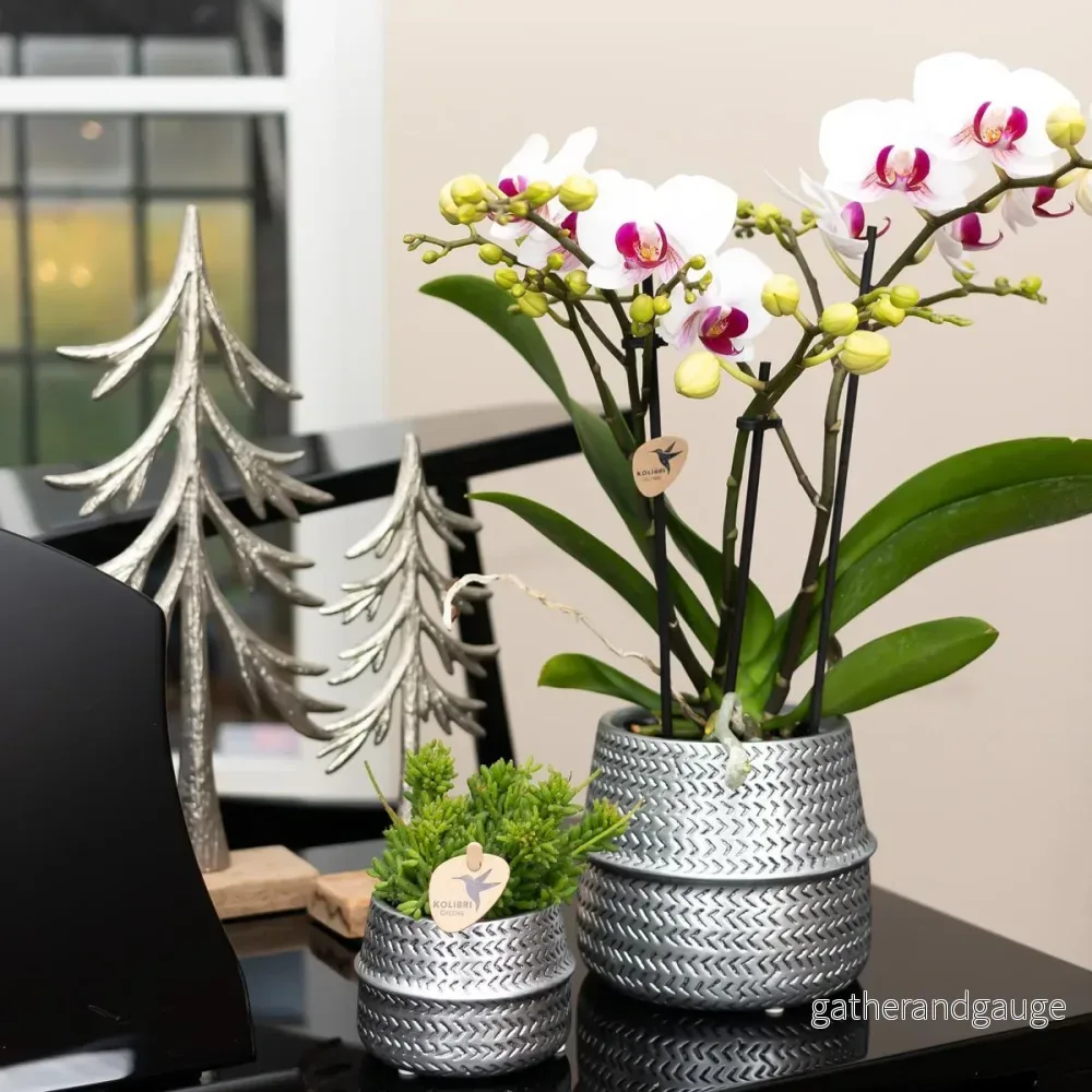 Vit och rosa orkidé - Ø9cm - inomhusväxt - Bild 3