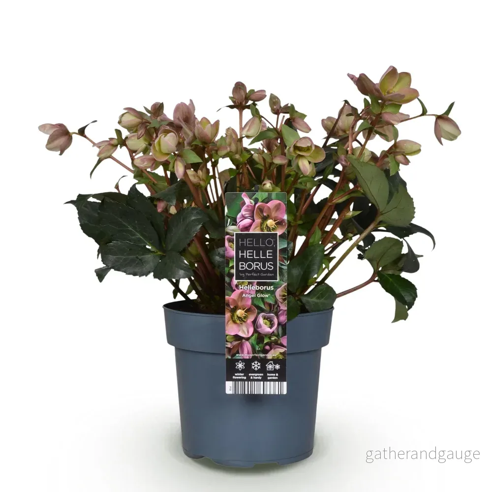 Julros (Helleborus x) 'Angels Glow' - Bild 3