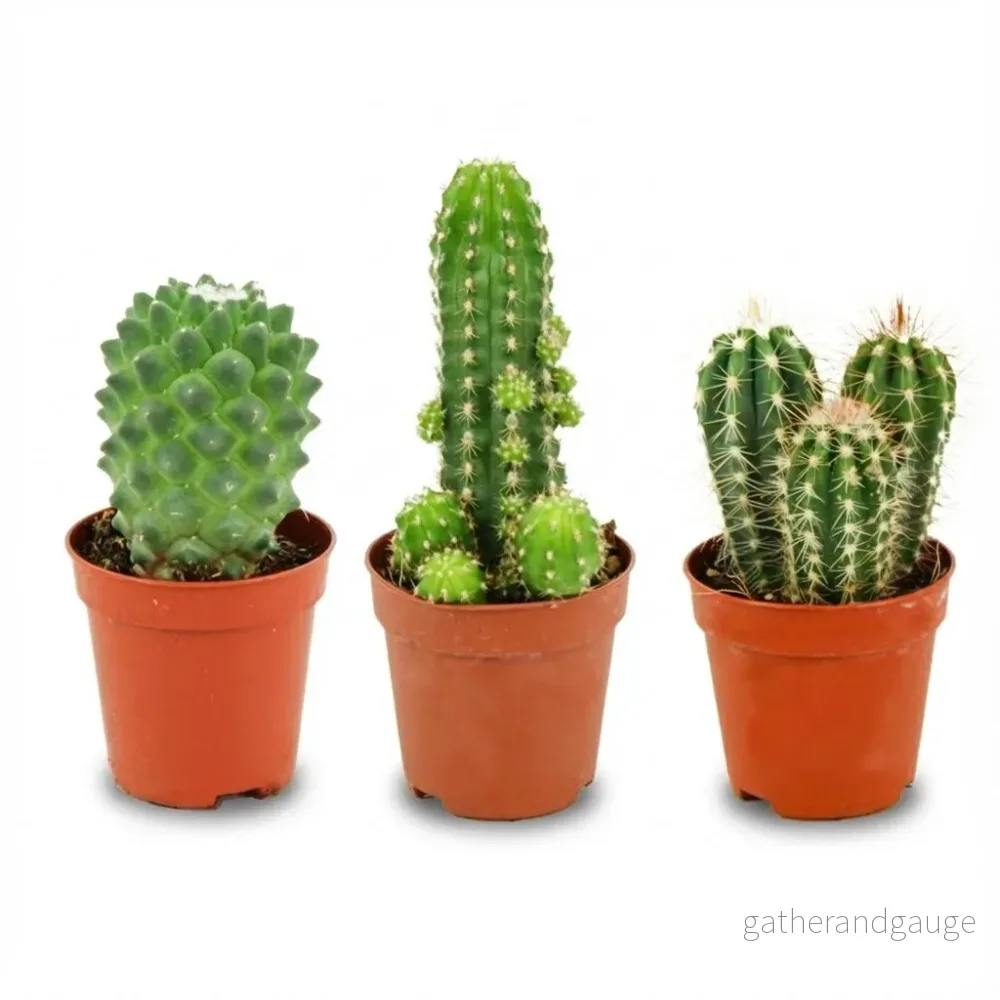 Mini Cactus Set - 3 Stuks - Ø 5.5 cm - Hoogte: 5-10 cm - Bild 3