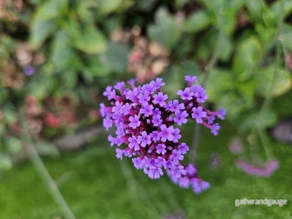 Verbena Bonariensis – Buenos Aires Verbena (Verveine De Buenos Aires) ” Verbena Bonariensis – Buenos Aires Verbena (Verveine De Buenos Aires) ”