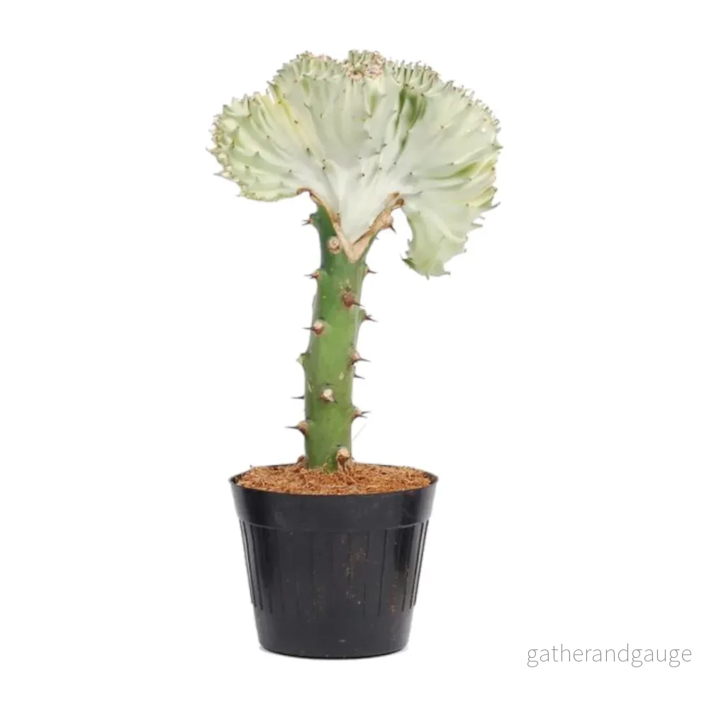 Euphorbia lactea Cristata vit - Bild 2