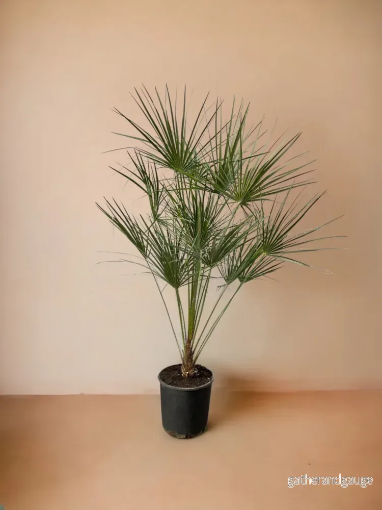 Chamaerops Humilis Chamaerops Humilis
