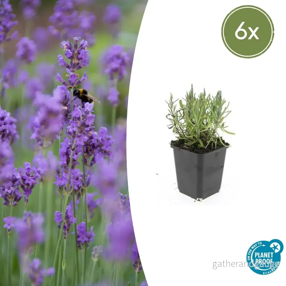 Äkta Lavendel (Lavandula angustifolia) 'Munstead' - Bild 2
