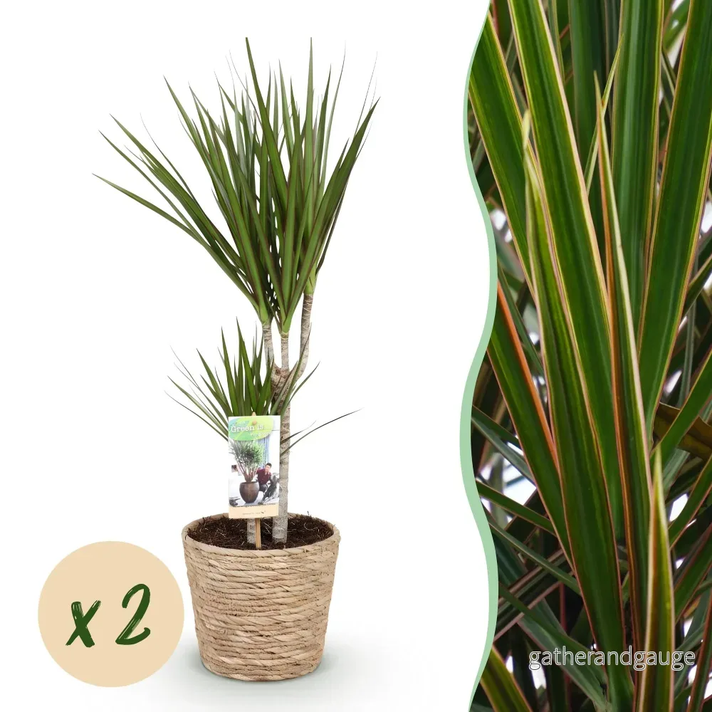 Dracaena Marginata – Set om 2 – Kruka 17 cm – Höjd 70-80 cm - Bild 2