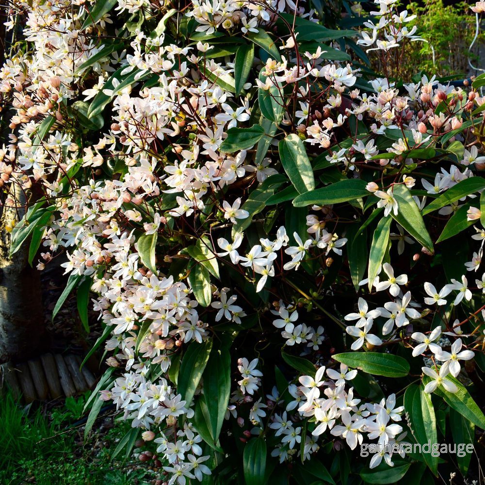Armands Clematis (Clematis armandii) ’Clematis armandii’