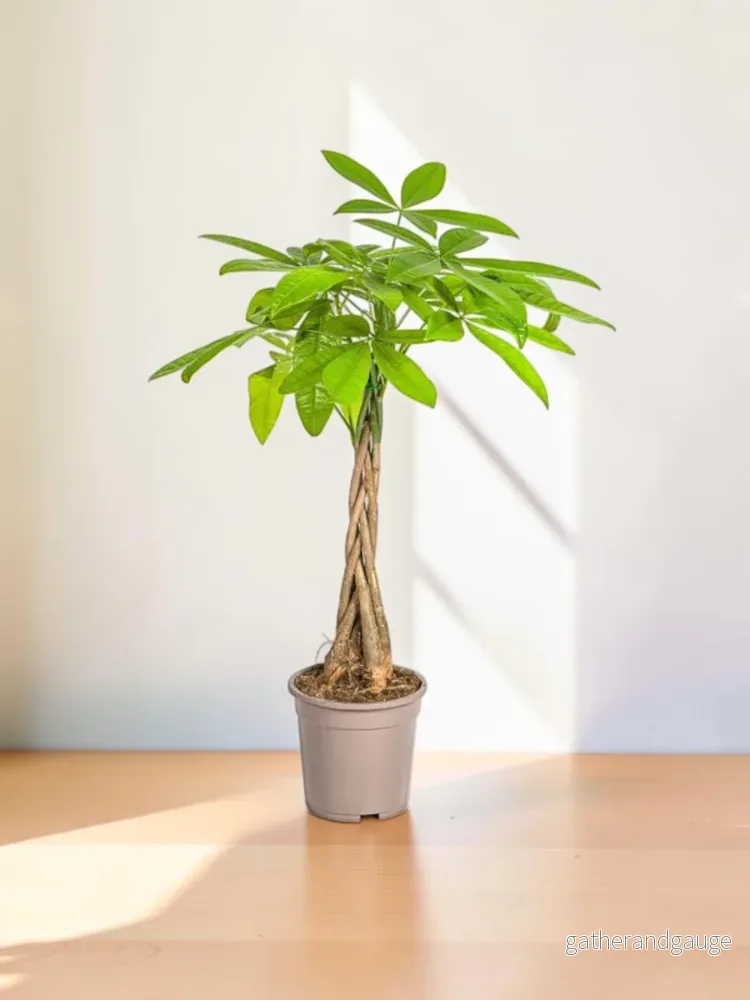 Pachira Aquatica Ø19cm – ↕80 cm Pachira Aquatica Ø19cm – ↕80 cm