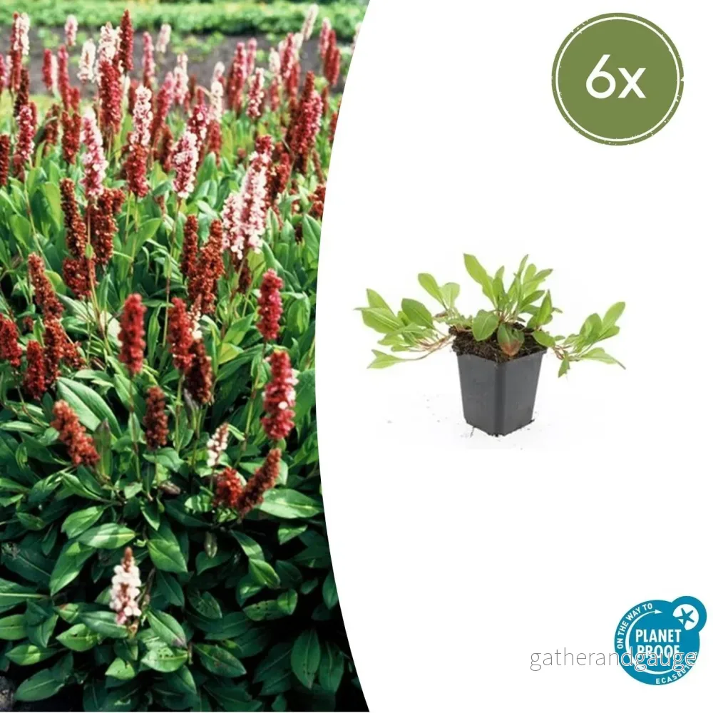 Kärleksört (Persicaria aff.) 'Darjeeling Red' - Bild 2