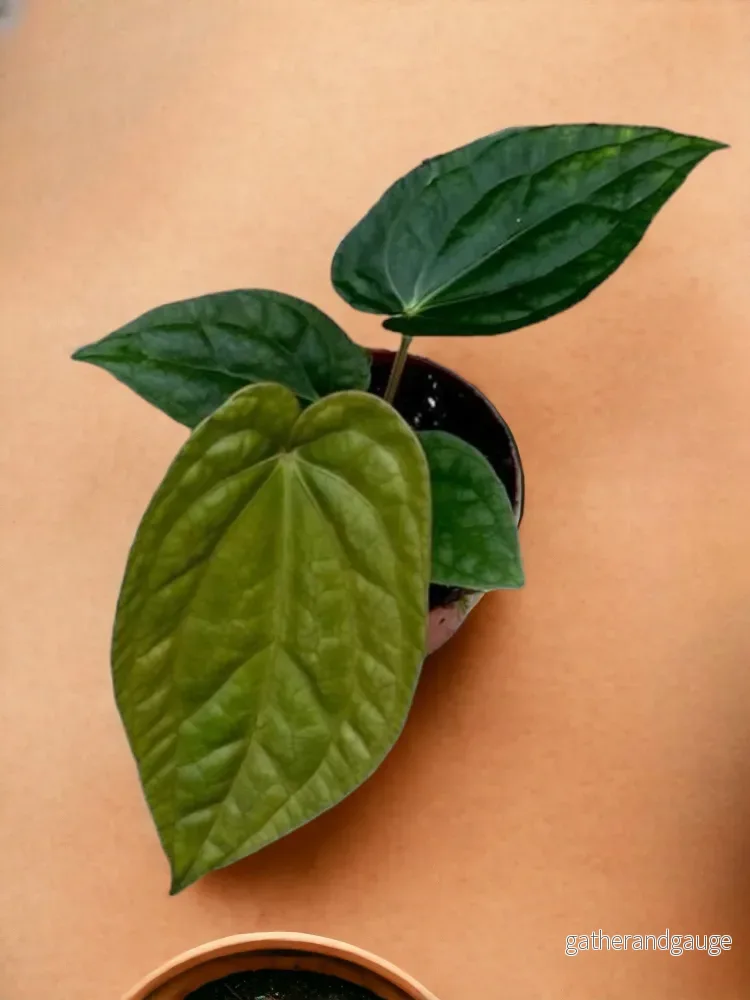 Anthurium Magnificum X Luxurians Anthurium Magnificum X Luxurians