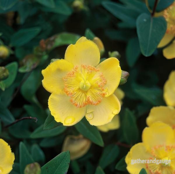Stora Johannesört (Hypericum calycinum) 'Stora Johannesört' - Bild 3