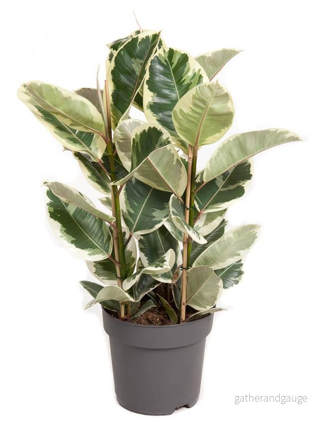 Ficus Elastica Tineke 3PP P27