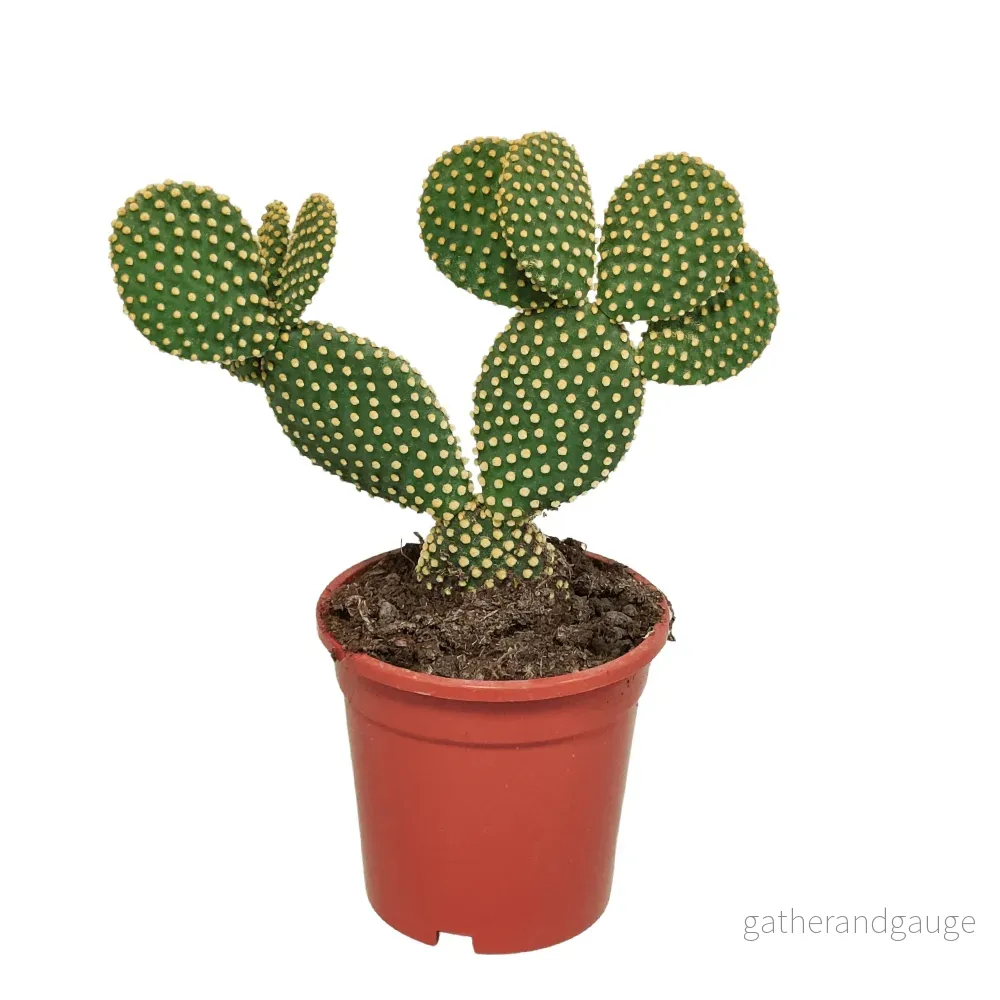 Opuntia Microdasys