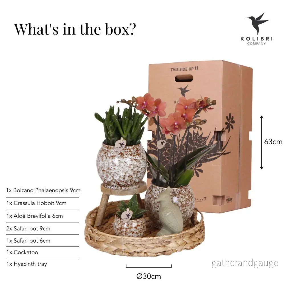 Otämjad naturlåda: Phalaenopsis orkidé och suckulenta växter - Bild 3