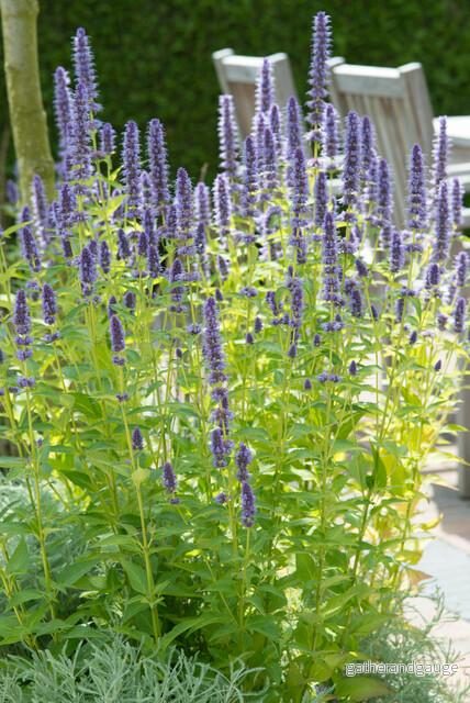 Anisört Agastache 'Black Adder' - Bild 3