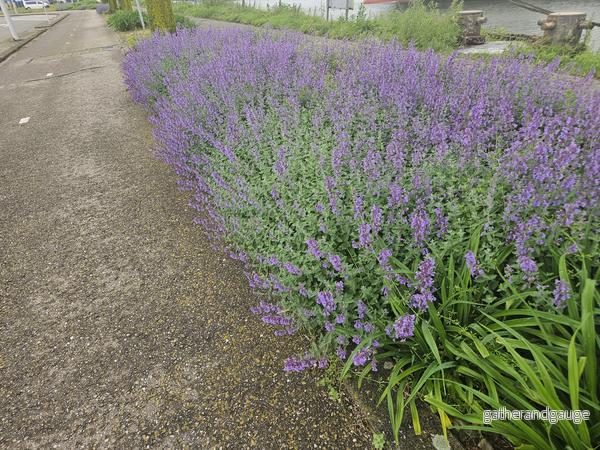 Kattmynta (Nepeta x faassenii) 'Walker's Low' - Bild 3