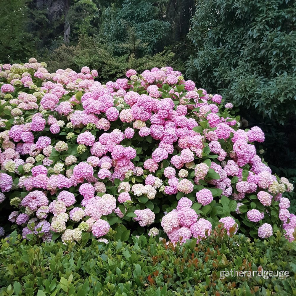 Hortensia (Hydrangea Macrophylla) ’Pink’ – Rosa Trädgårdshortensia Hortensia (Hydrangea Macrophylla) ’Pink’ – Rosa Trädgårdshortensia