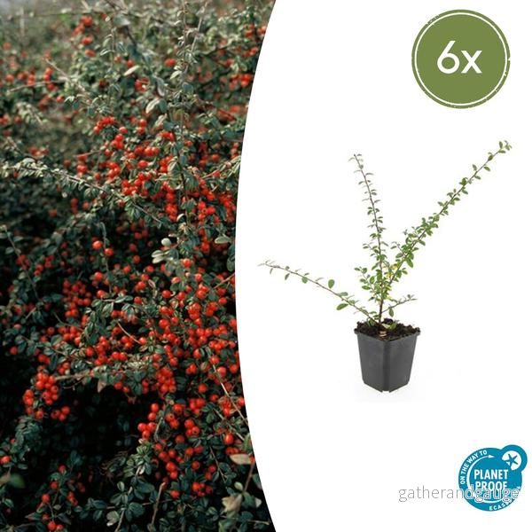 Cotoneaster De Dammer (Cotoneaster x suecicus) 'Coral Beauty' - Bild 2