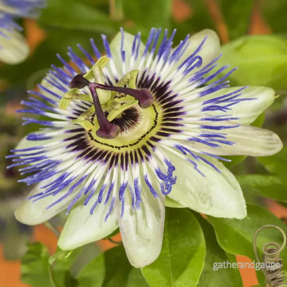 Passionsblomma (Passiflora Caerulea) 'Passiflora Caerulea' - Bild 3