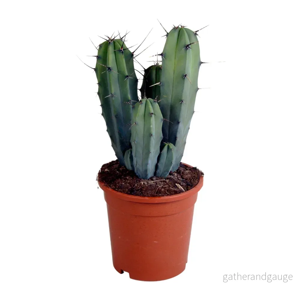 Myrtillocactus geometrizans - inomhuskaktus