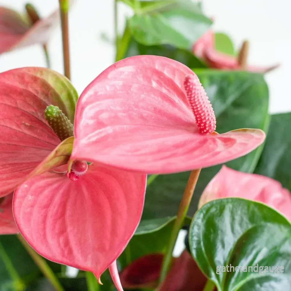 Anthurium Rose och dess kruka - Bild 3