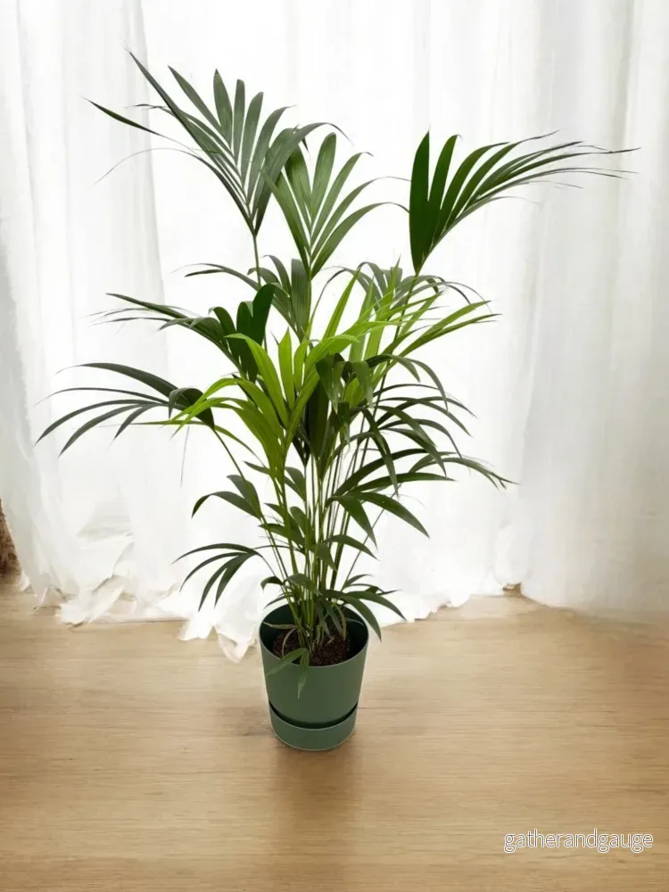 Kentia palm 160cm och dess kruka - Bild 2