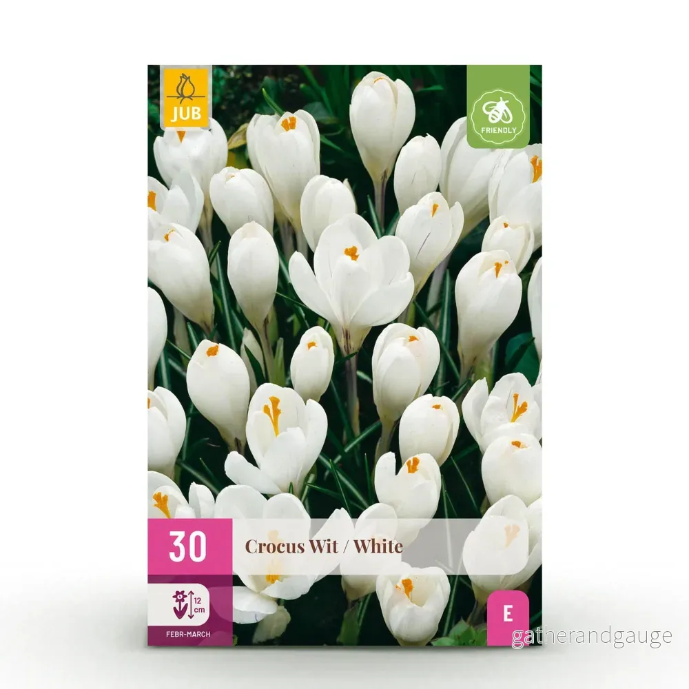 Green boutiQ - Bloembollen - Crocus White - Kleur Geel - 30 stuks - Bolmaat 7/8 - XXL Pack