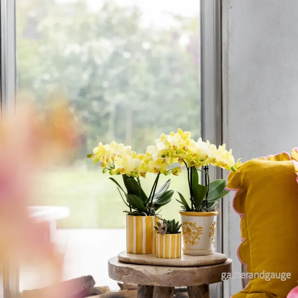 Phalaenopsis & Echeveria orkidé i dekorativ randig kruka - Bild 2