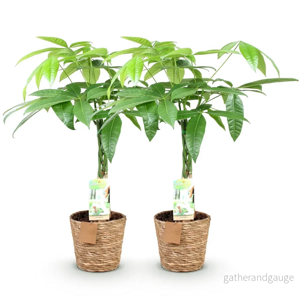 Pachira Aquatica flätad stam – Set om 2 – Höjd 60-70 cm - Bild 3