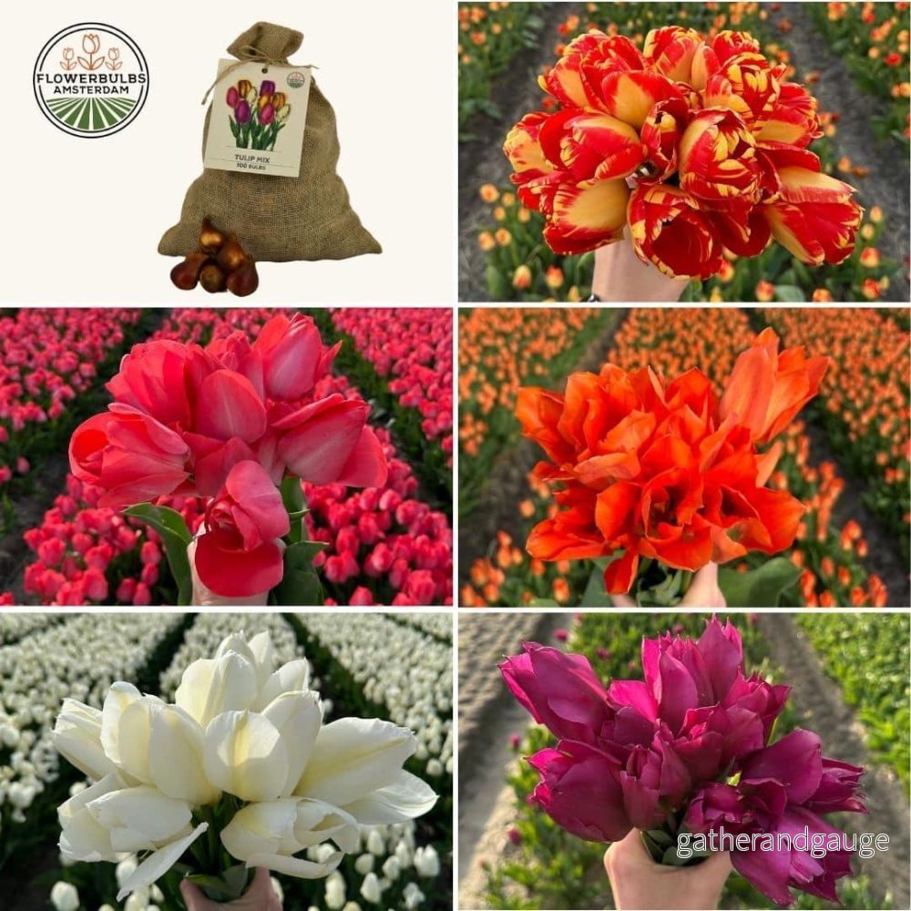 Super Tulip Mix - 100 tulpanlökar