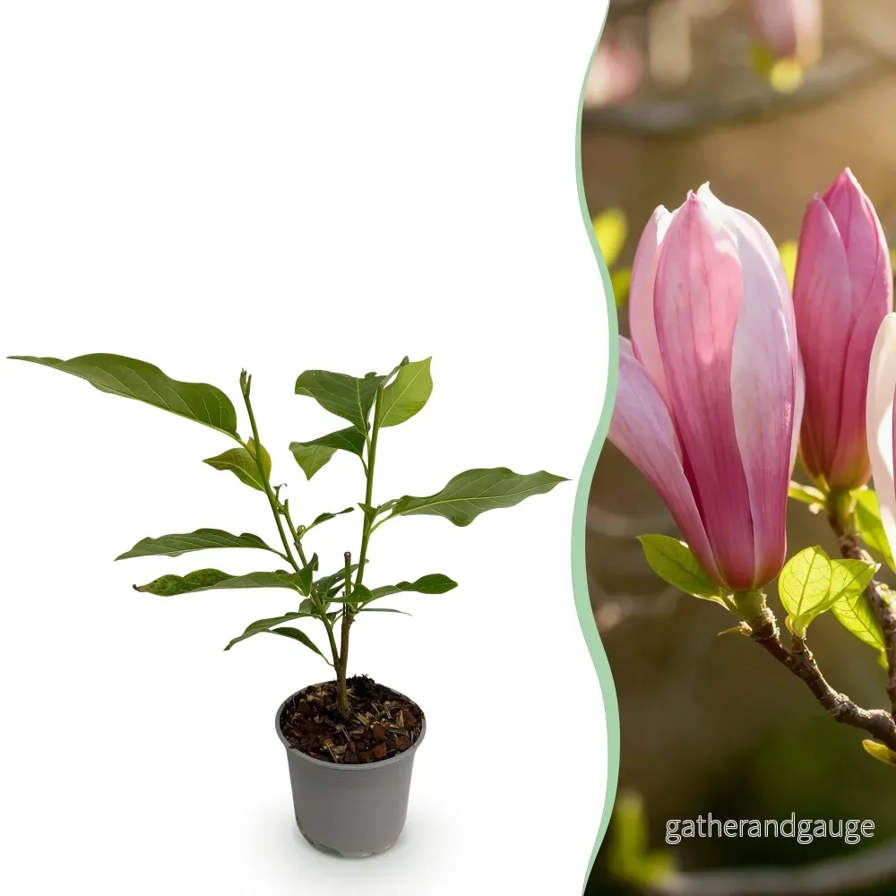 Magnolia (Magnolia x) 'Ricki' - Bild 2