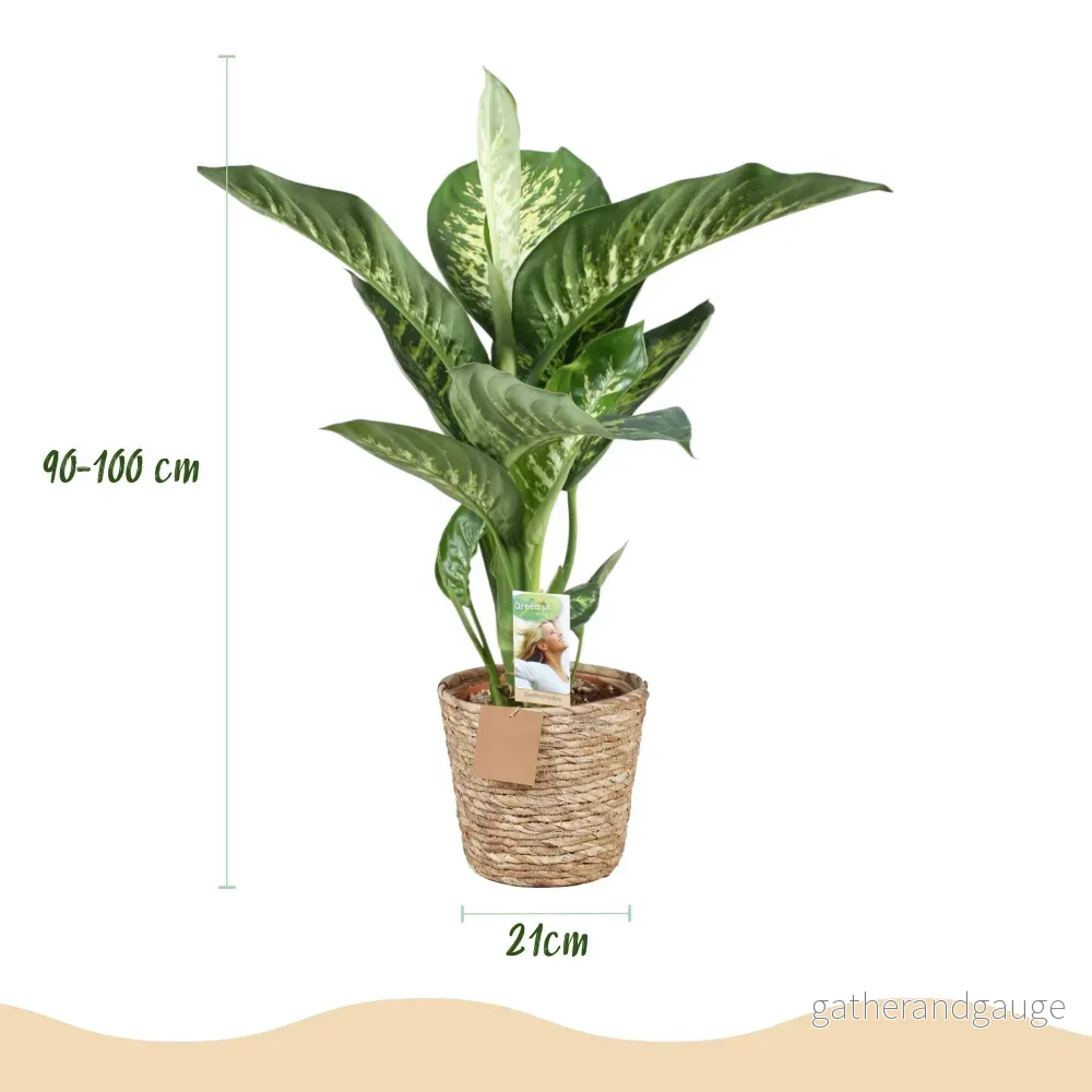 Dieffenbachia Tropic Snow och korg - Bild 2