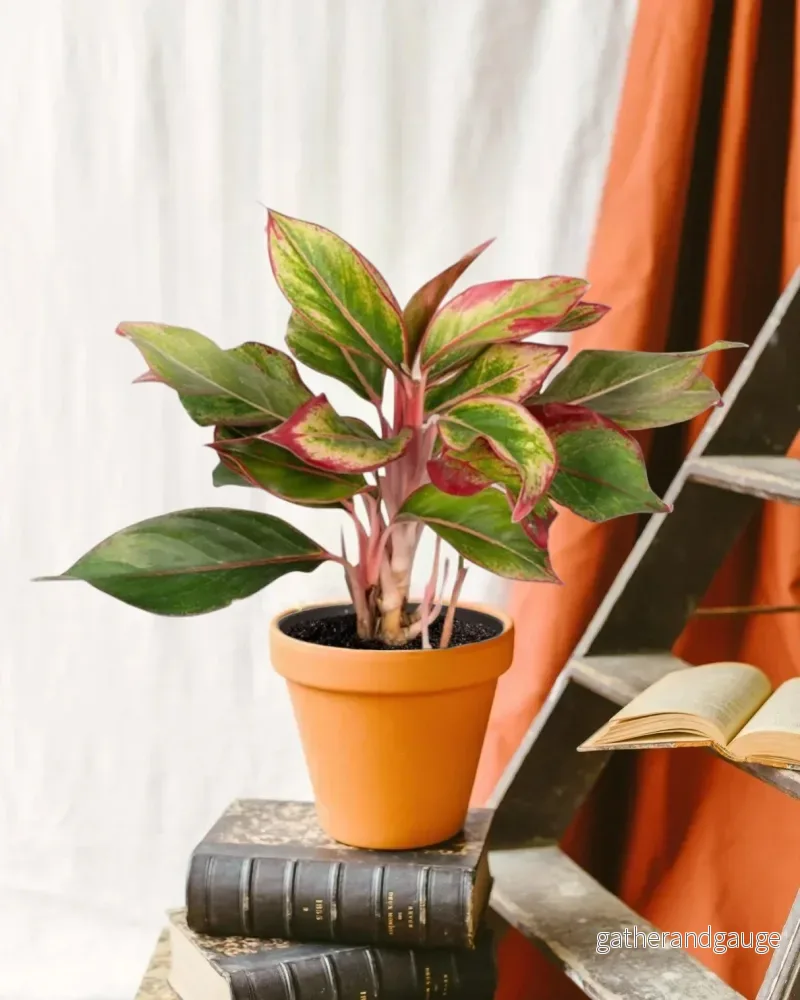 Aglaonema Kreta Aglaonema Kreta