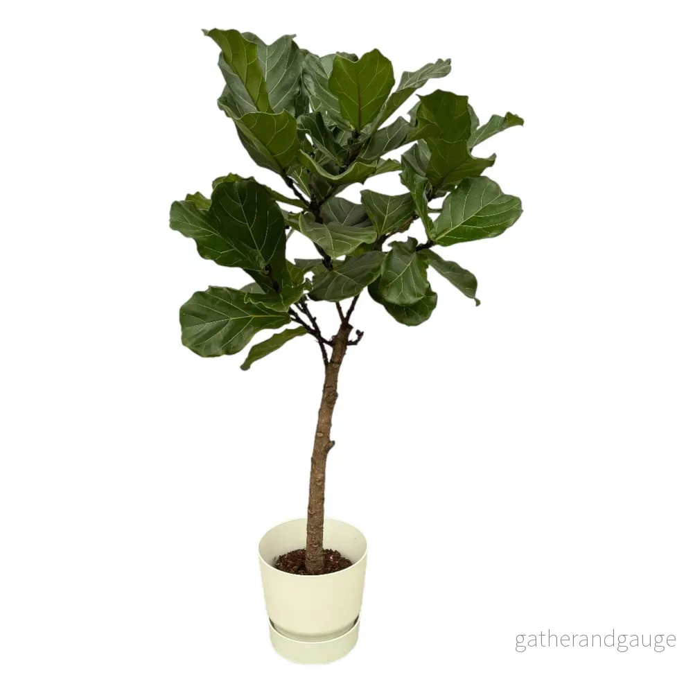 Ficus Lyrata och dess kruka - Bild 3