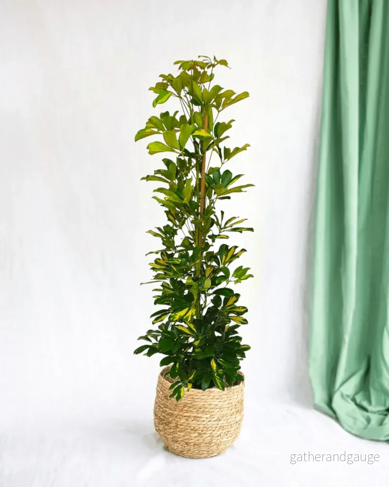 Schefflera Gold Capella Schefflera Gold Capella