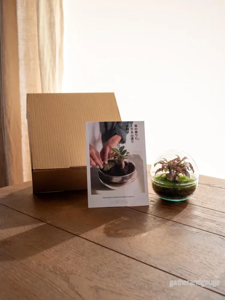 DIY Terrarium Kit – BOHOL DIY Terrarium Kit – BOHOL