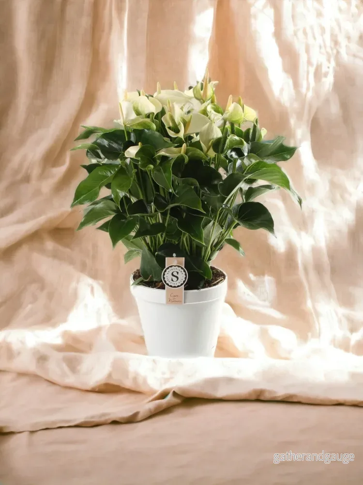 Vitblommande anthurium