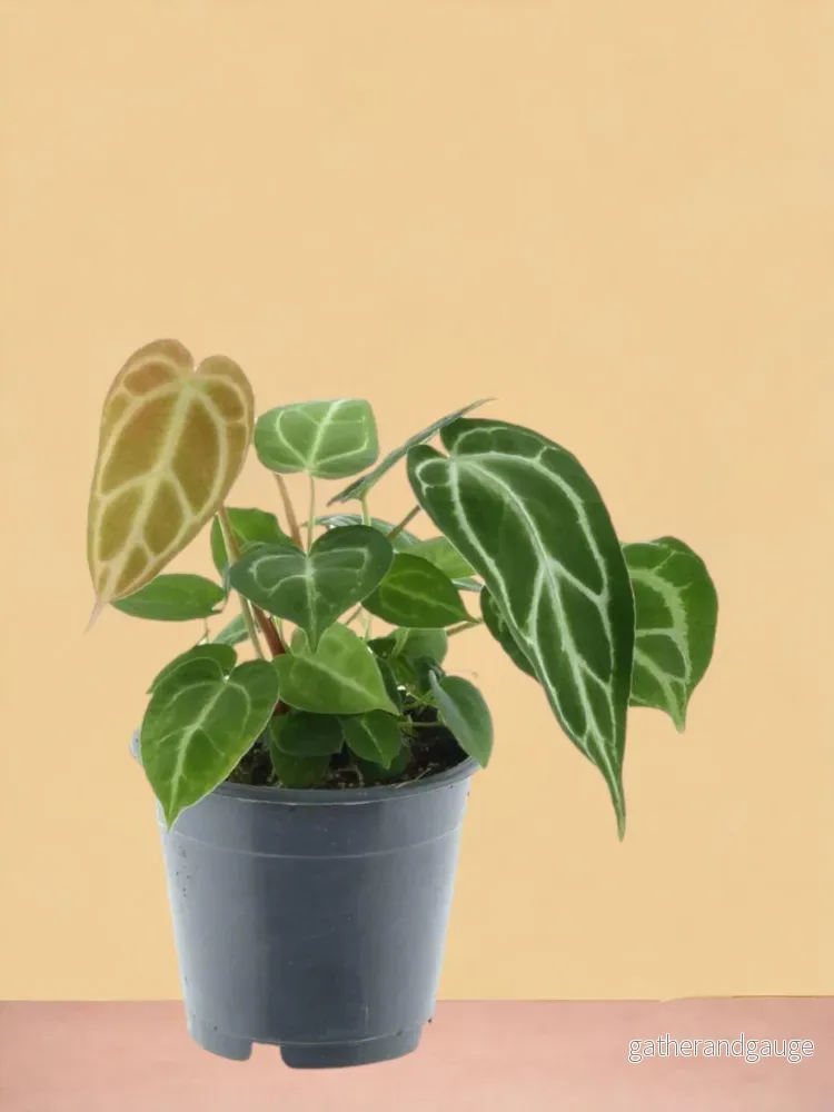 Anthurium Crystallinum P12 Anthurium Crystallinum P12