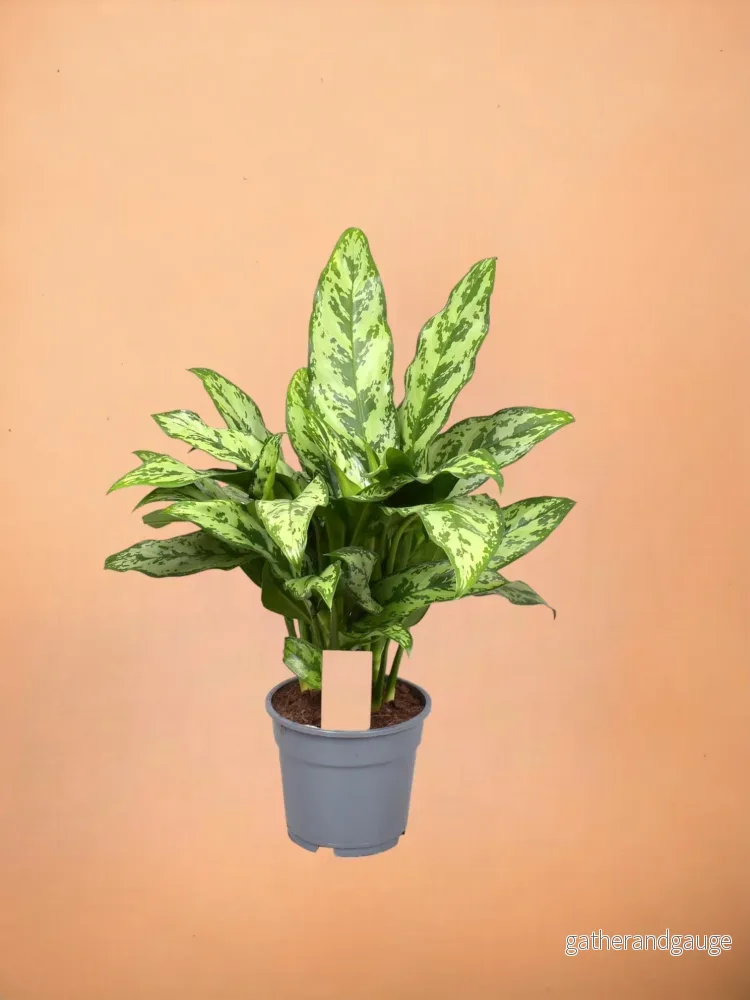 Aglaonema Romeo Aglaonema Romeo