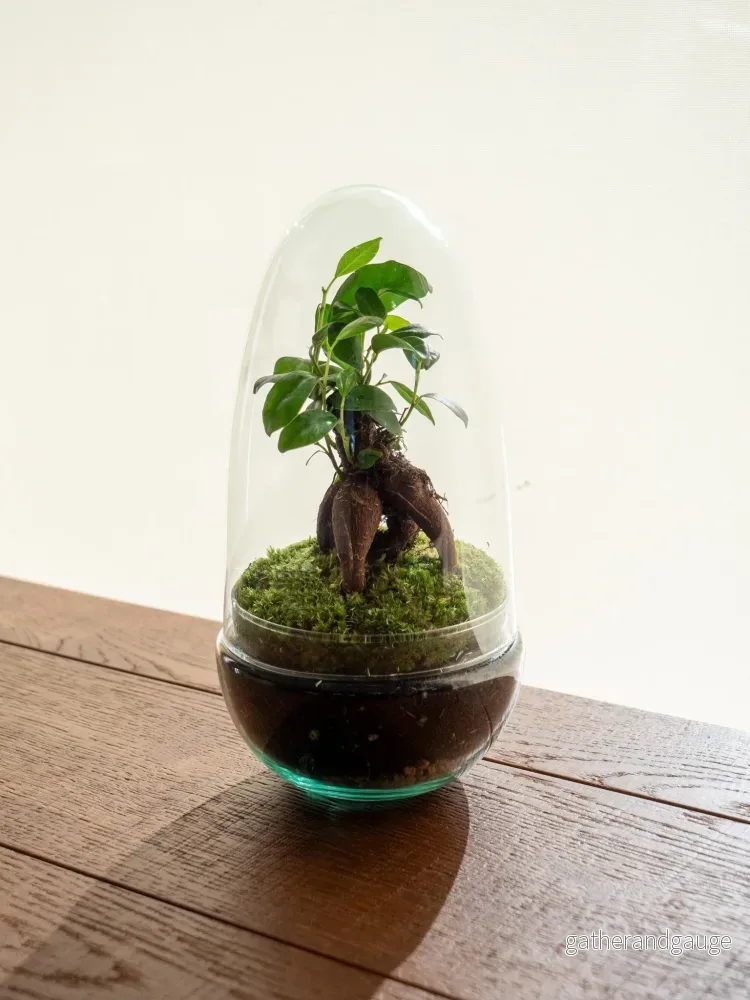 Terrarium - Acapulco